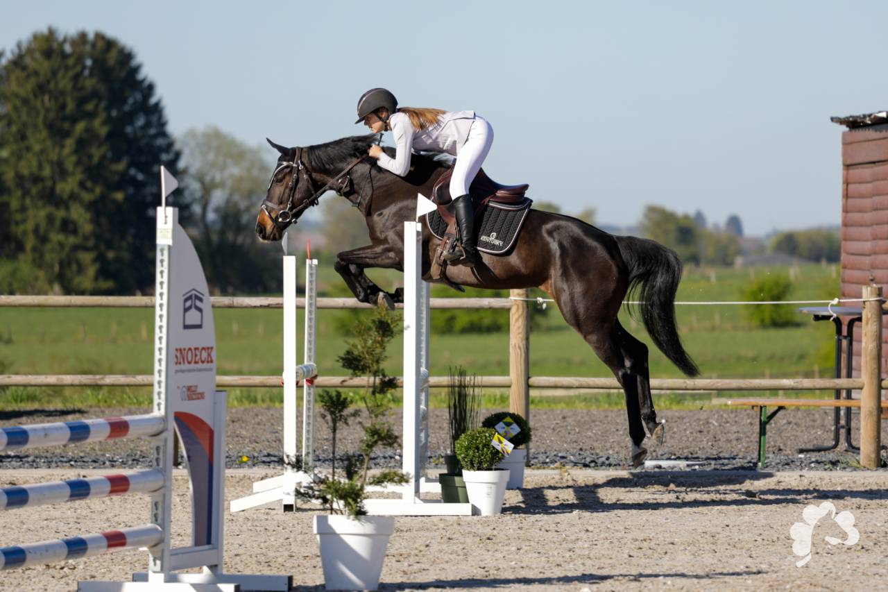 Mare Zangersheide For sale 2020 Bay