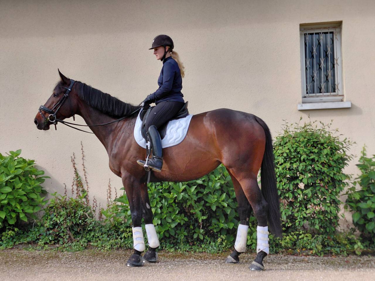 Mare Thoroughbred For sale 2021 Dark Bay
