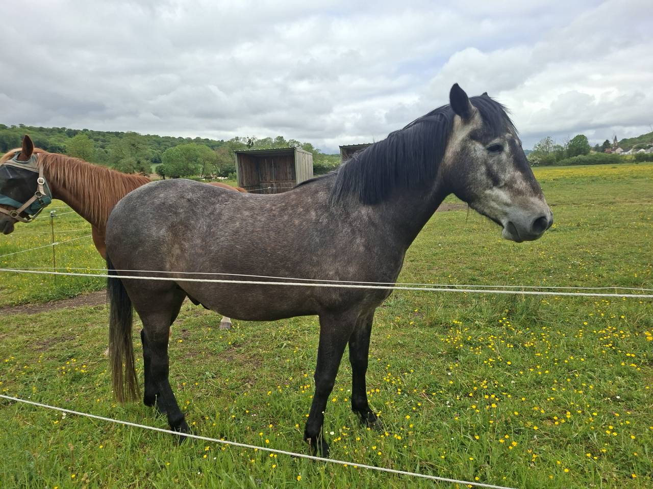 Gelding Barb For sale 2022 Black