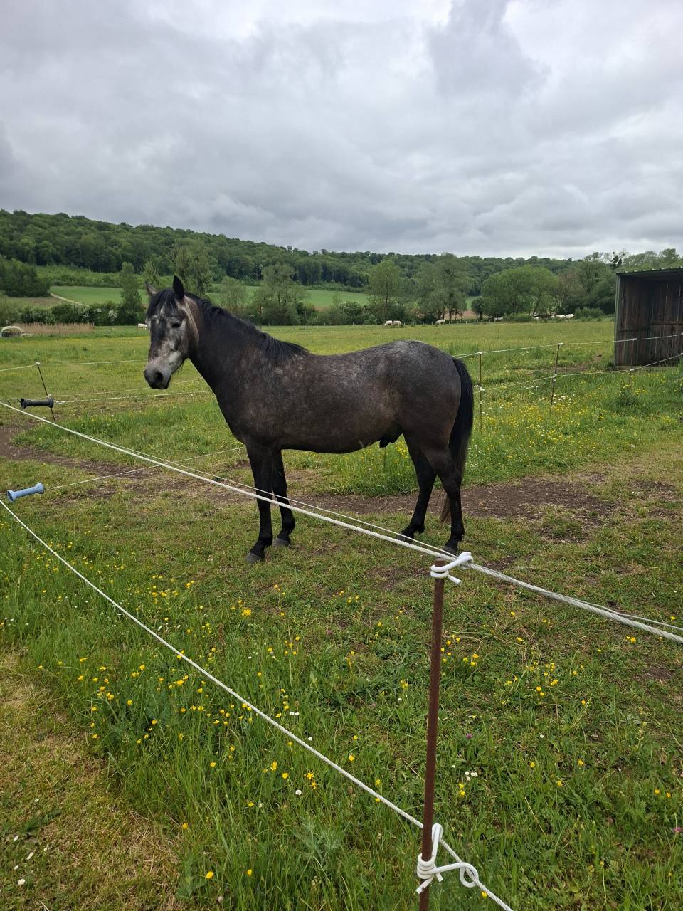 Gelding Barb For sale 2022 Black