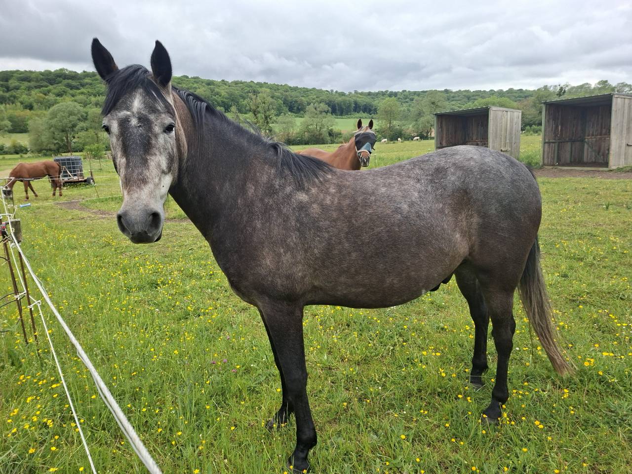 Gelding Barb For sale 2022 Black