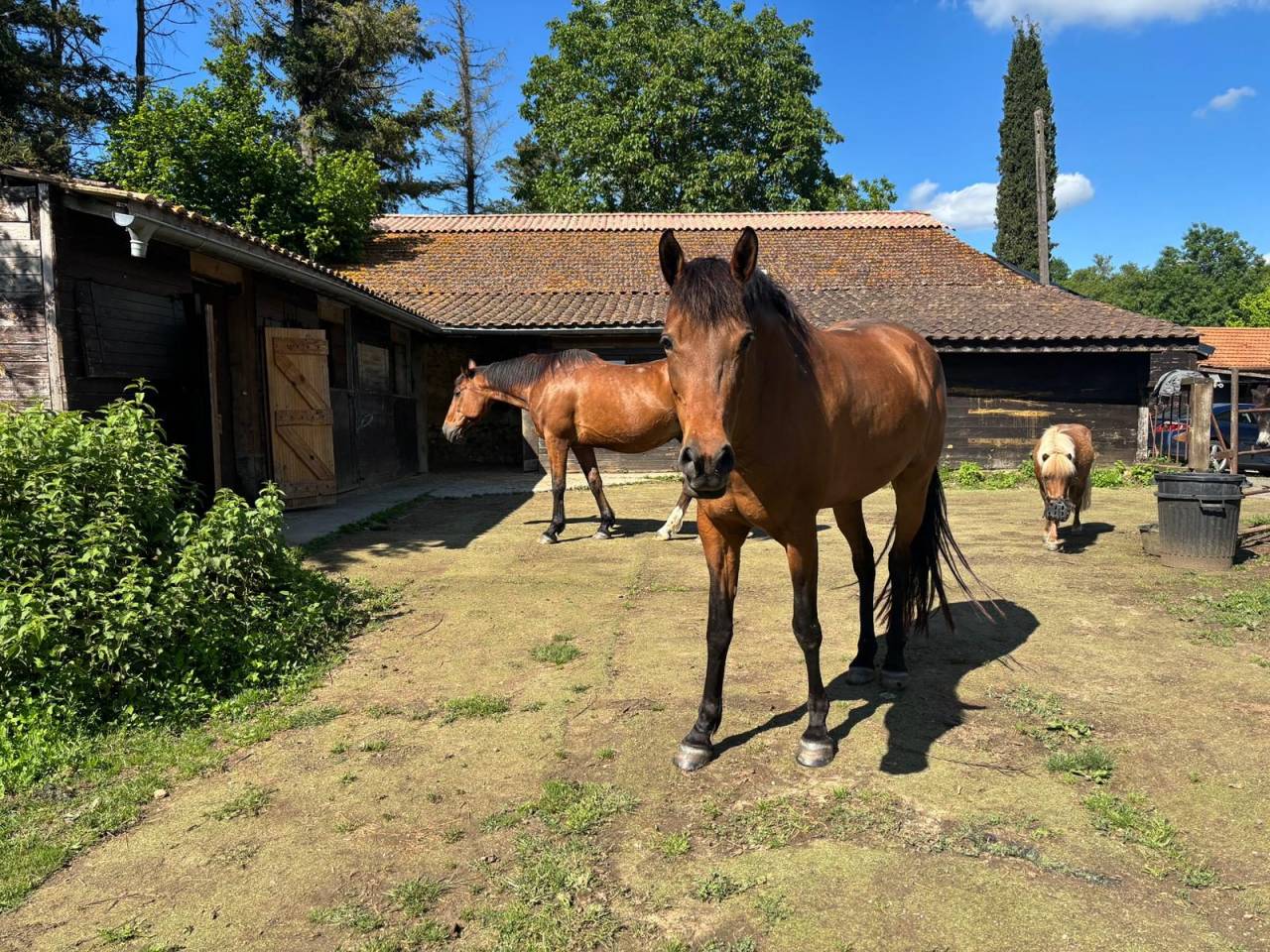 Equestrian property  