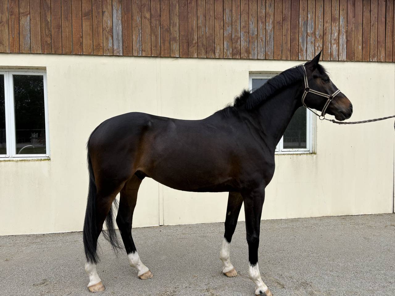 Gelding Other Horse Breed For sale 2020 Black