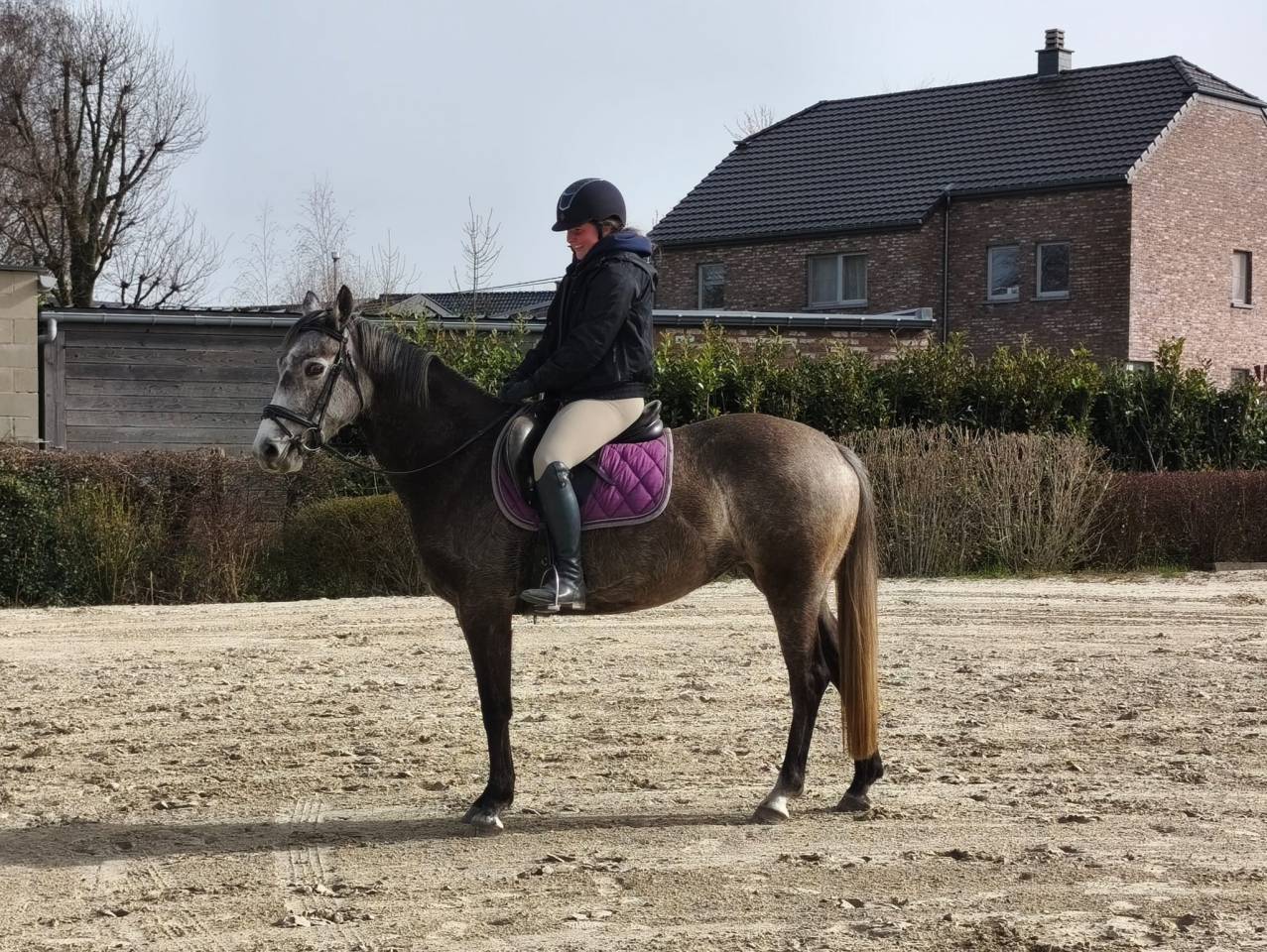 Mare KWPN Dutch Warmblood For sale 2021 Grey