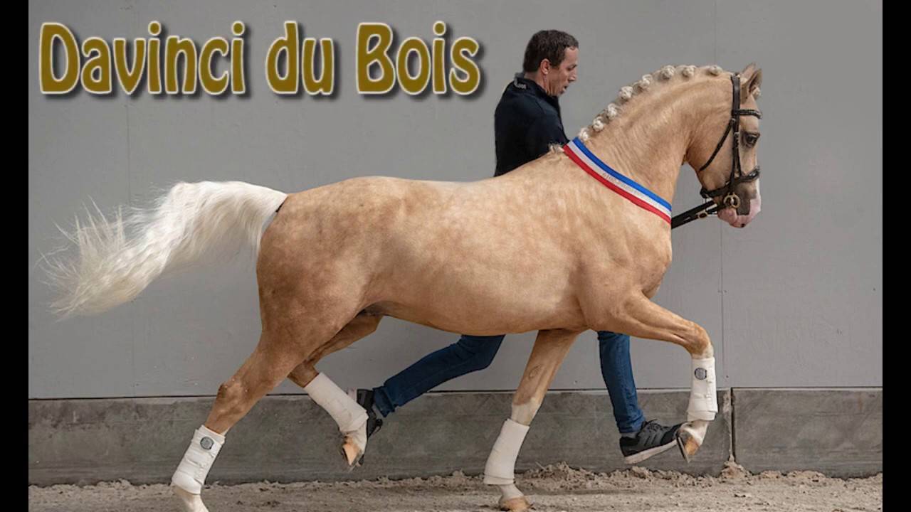 Mare KWPN Dutch Warmblood For sale 2021 Grey