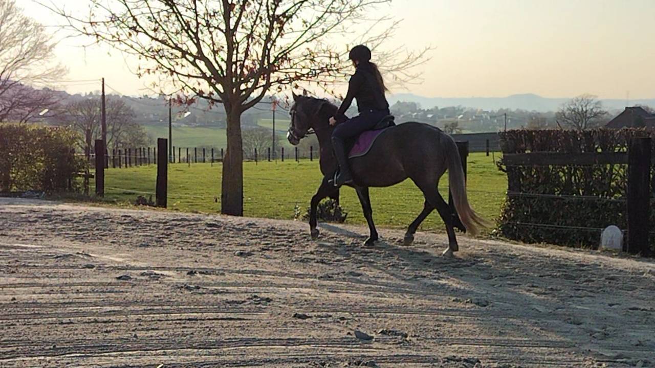 Mare KWPN Dutch Warmblood For sale 2021 Grey