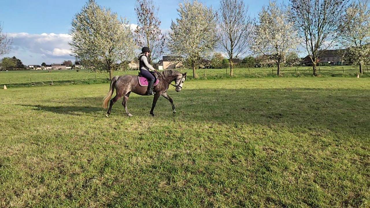 Mare KWPN Dutch Warmblood For sale 2021 Grey