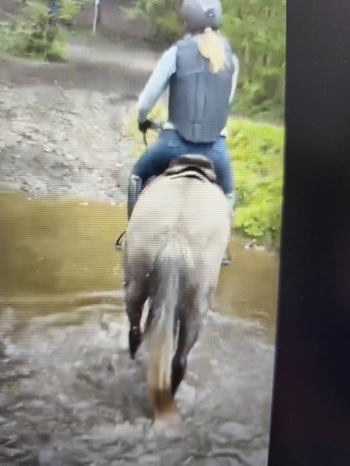 Mare KWPN Dutch Warmblood For sale 2021 Grey