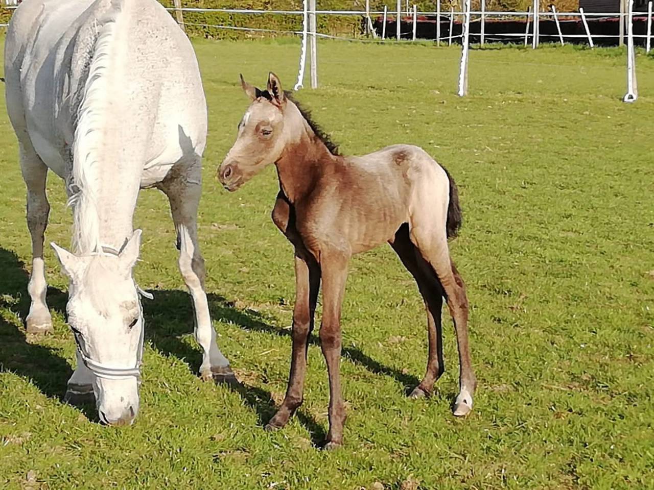 Mare KWPN Dutch Warmblood For sale 2021 Grey