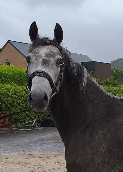 Mare KWPN Dutch Warmblood For sale 2021 Grey