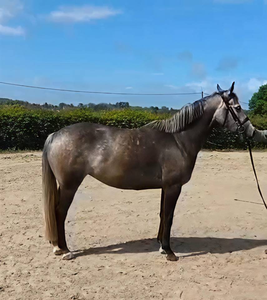Mare KWPN Dutch Warmblood For sale 2021 Grey