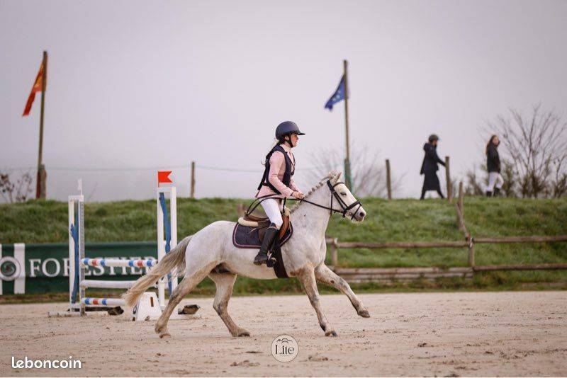 Gelding Connemara For sale 2021 Grey