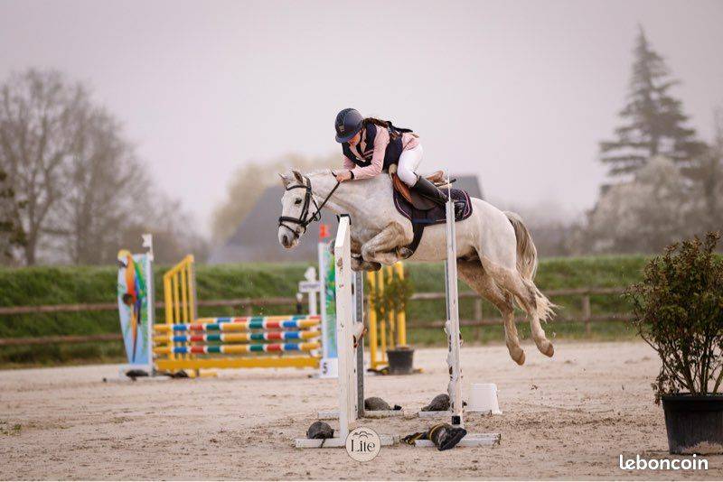 Gelding Connemara For sale 2021 Grey