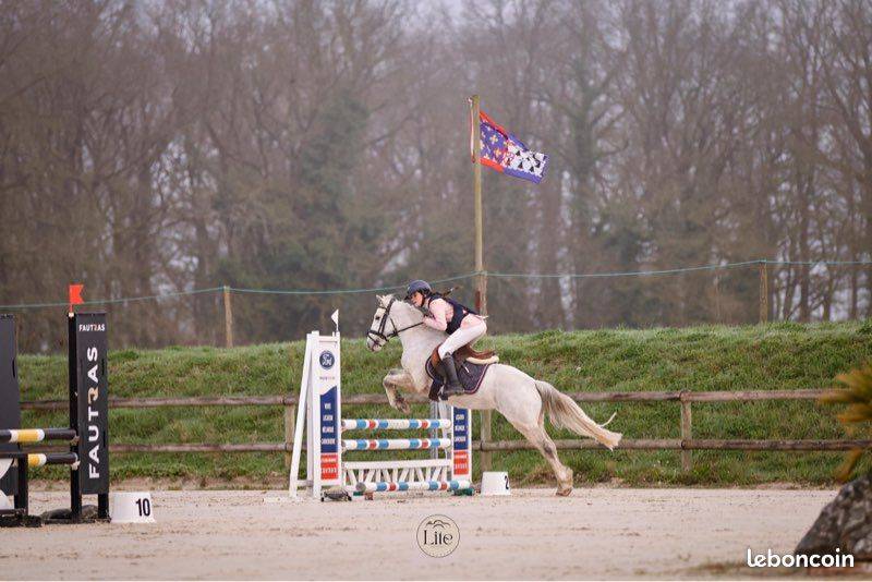 Gelding Connemara For sale 2021 Grey