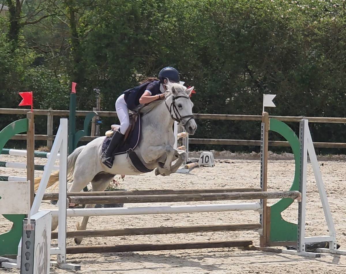 Gelding Connemara For sale 2021 Grey