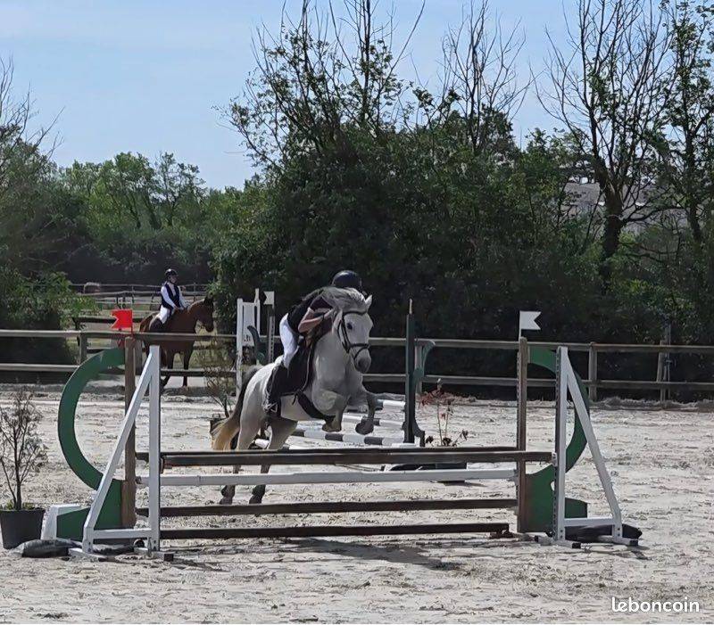 Mare Connemara For sale 2021 Grey