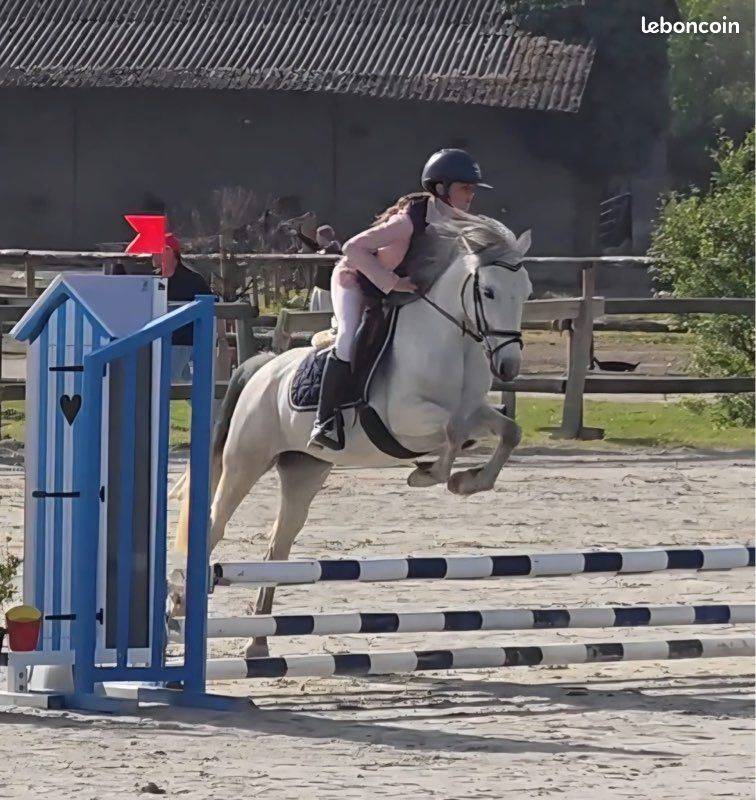 Mare Connemara For sale 2021 Grey
