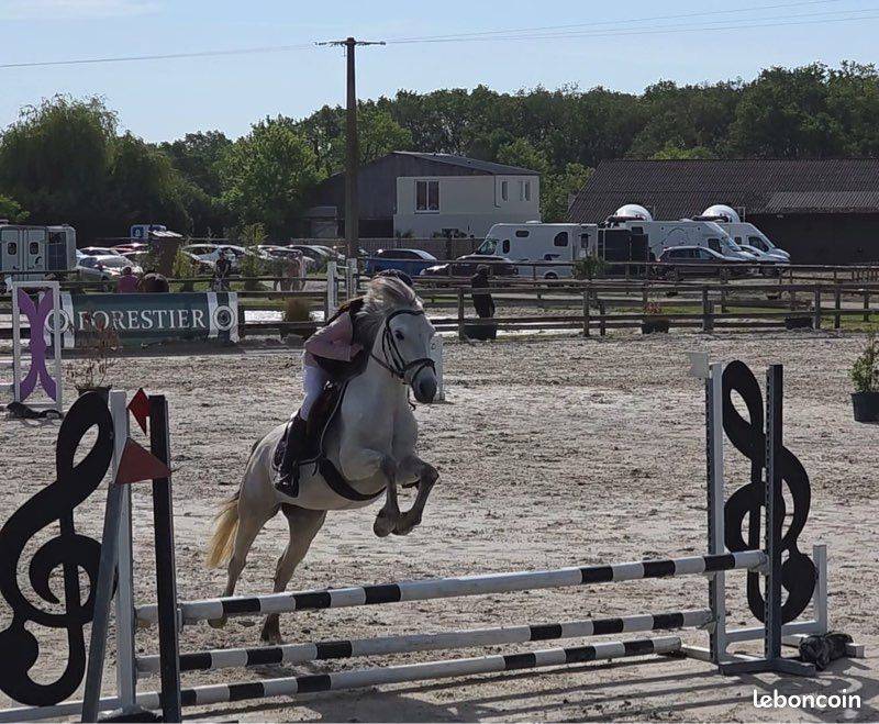 Mare Connemara For sale 2021 Grey
