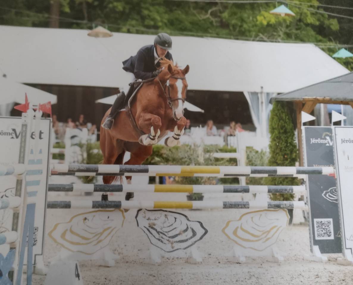 Mare Selle Fran&ccedil;ais For sale 2015 Chesnut