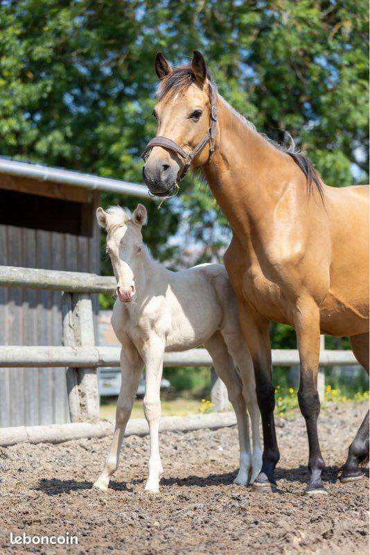 Mare Origin Recorded For sale 2021 Buckskin