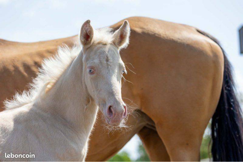 Mare Origin Recorded For sale 2021 Buckskin