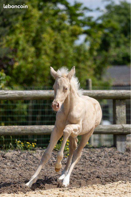 Mare Origin Recorded For sale 2021 Buckskin