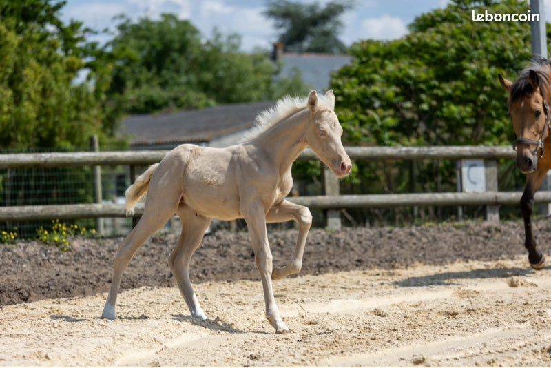 Mare Origin Recorded For sale 2021 Buckskin