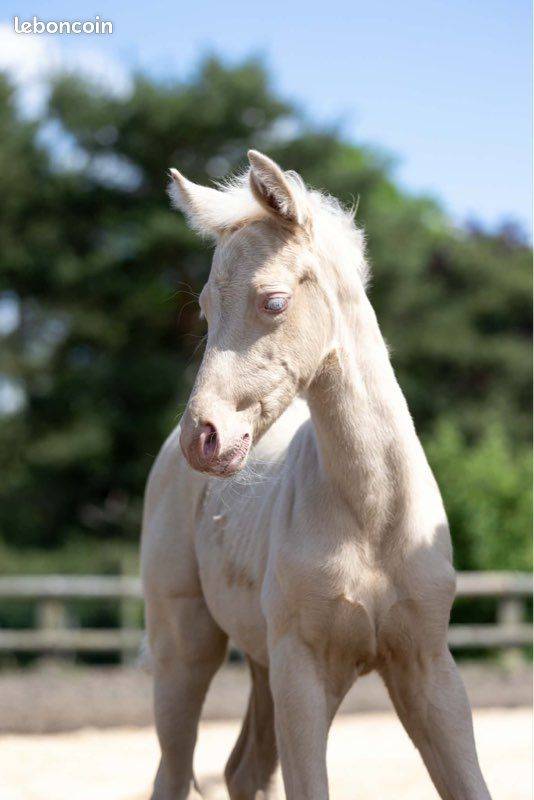 Mare Origin Recorded For sale 2021 Buckskin