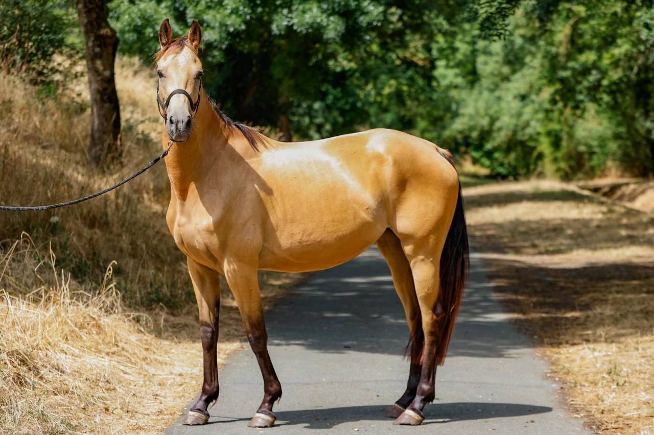 Mare Origin Recorded For sale 2021 Buckskin
