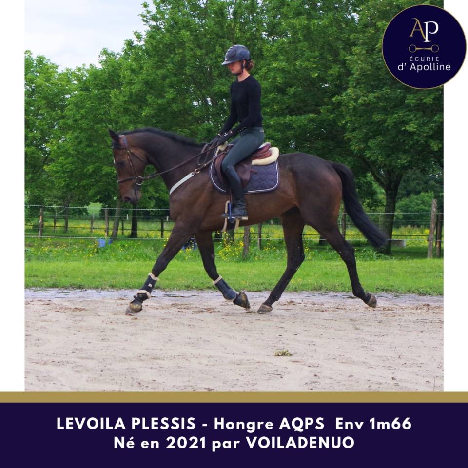 Gelding AQPS For sale 2021 Dark Bay