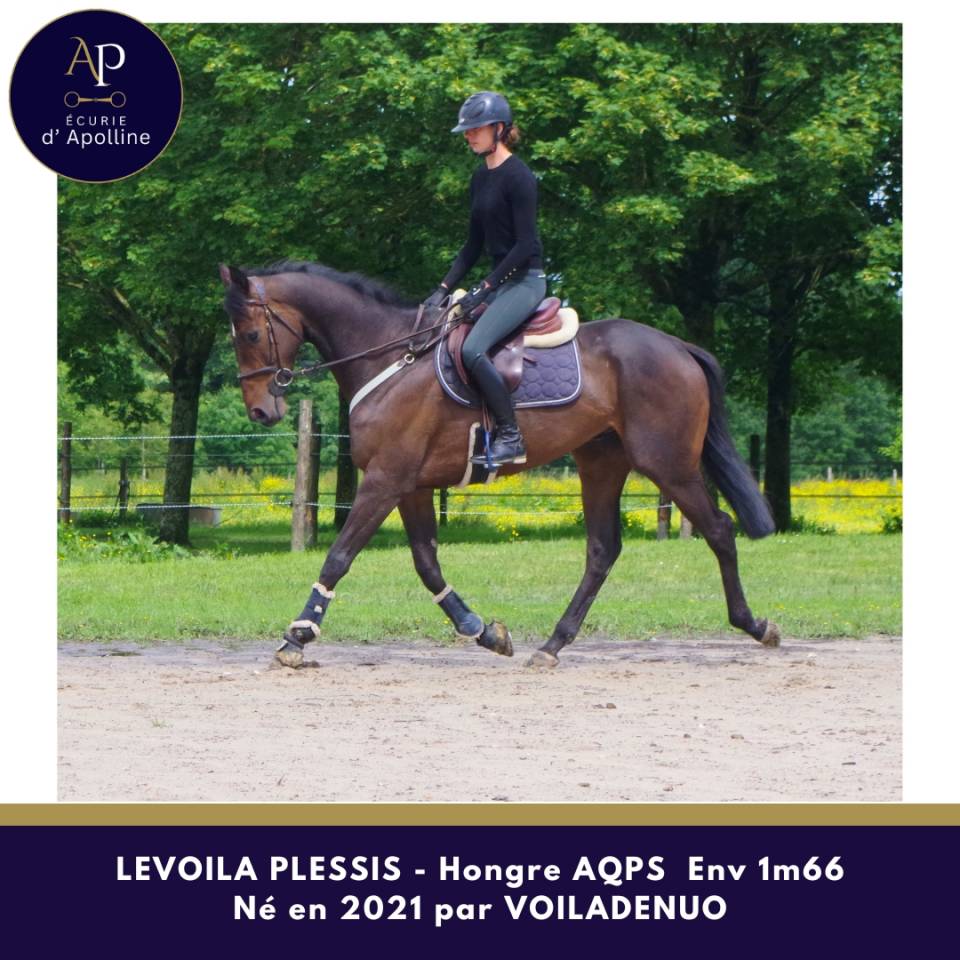 Gelding AQPS For sale 2021 Dark Bay