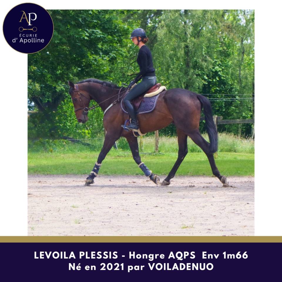 Gelding AQPS For sale 2021 Dark Bay