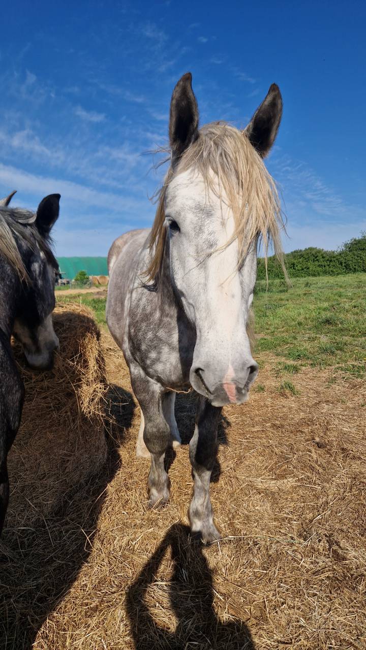 Gelding Percheron For sale 2022 Grey