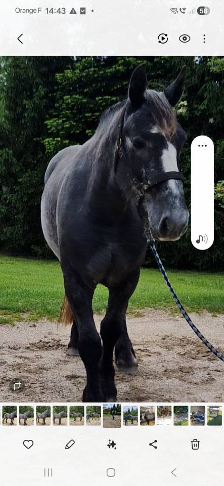 Gelding Percheron For sale 2022 Grey