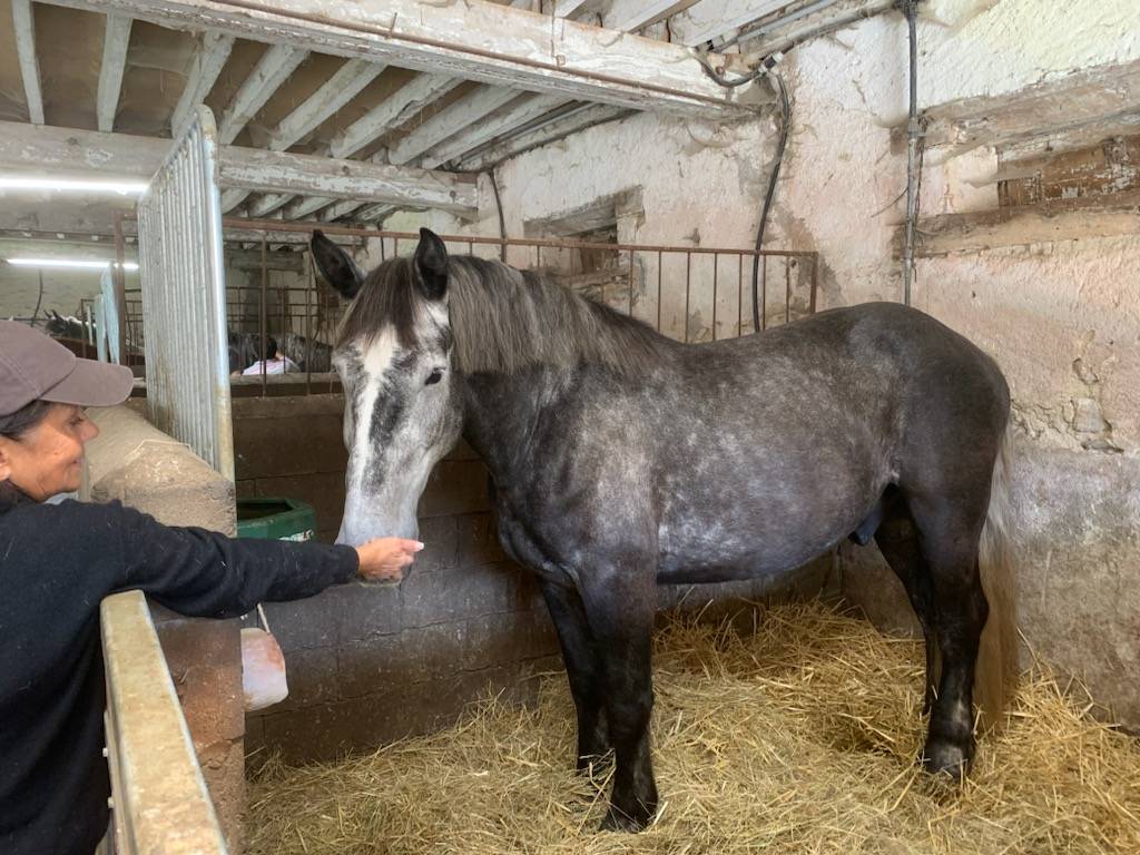 Gelding Percheron For sale 2022 Grey