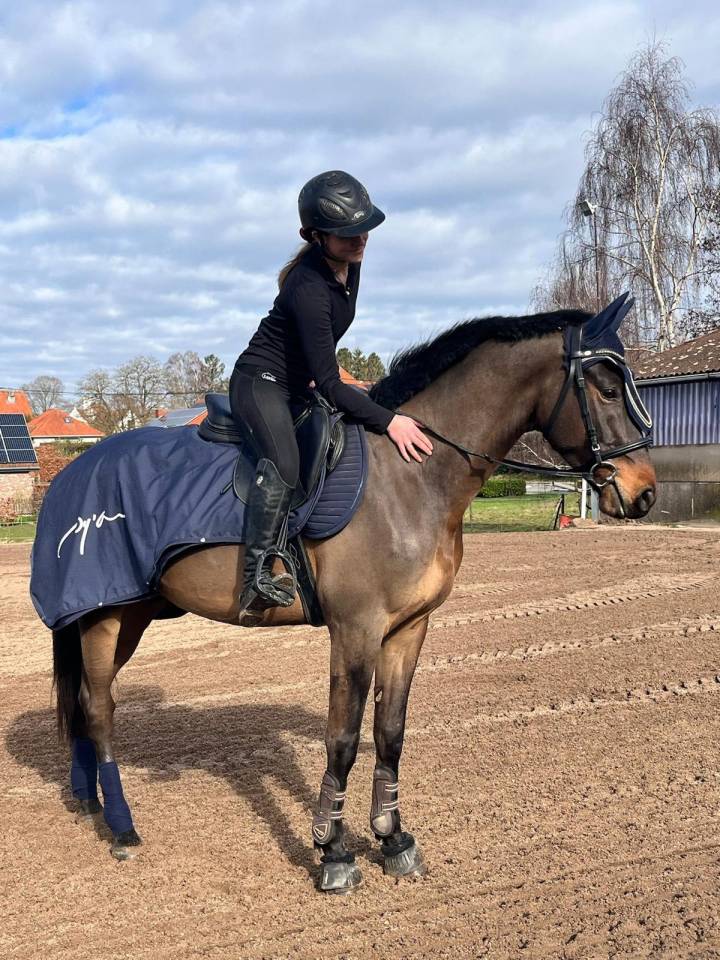 Gelding KWPN Dutch Warmblood For sale 2020 Dark Bay