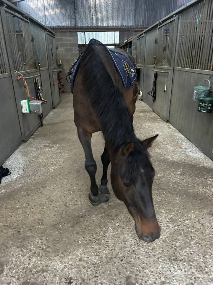 Gelding KWPN Dutch Warmblood For sale 2020 Dark Bay