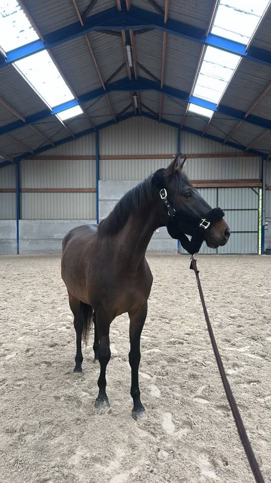 Gelding KWPN Dutch Warmblood For sale 2020 Dark Bay