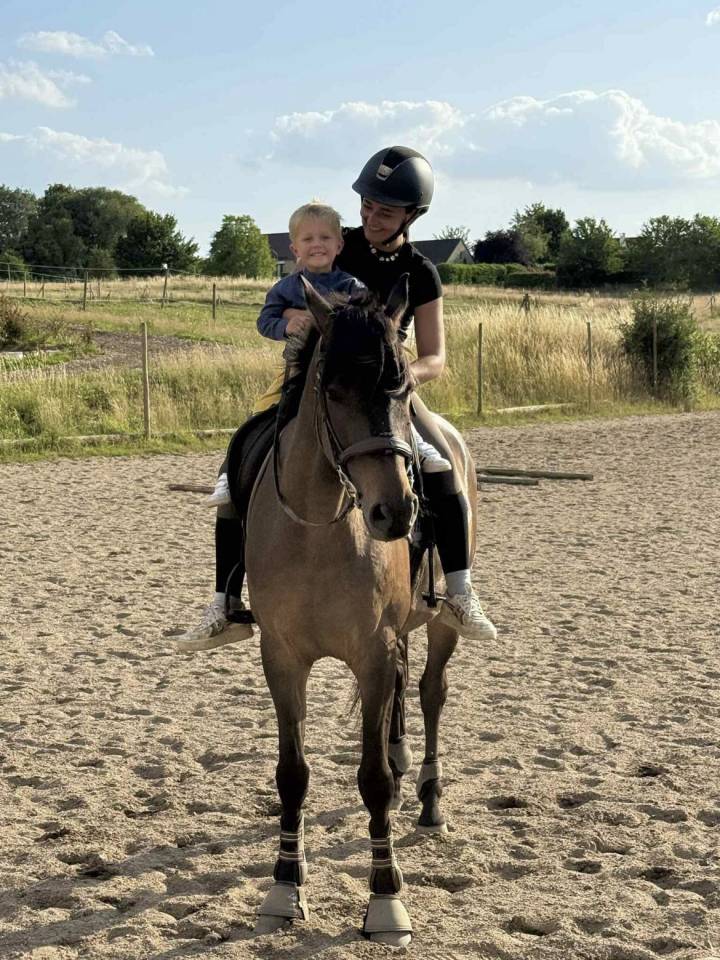 Gelding KWPN Dutch Warmblood For sale 2020 Dark Bay