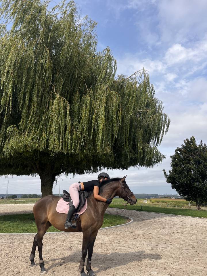 Gelding KWPN Dutch Warmblood For sale 2020 Dark Bay