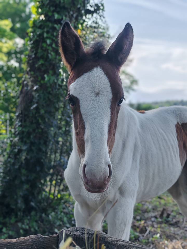 Filly Zangersheide For sale 2026 Coloured