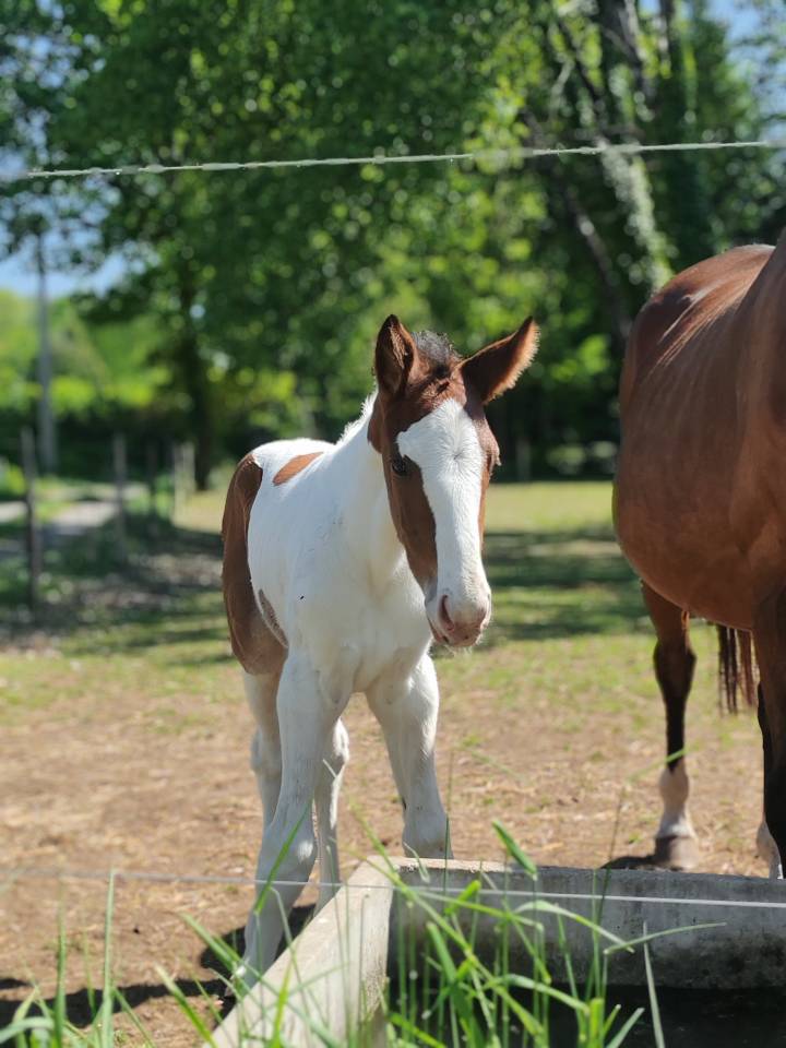 Filly Zangersheide For sale 2026 Coloured