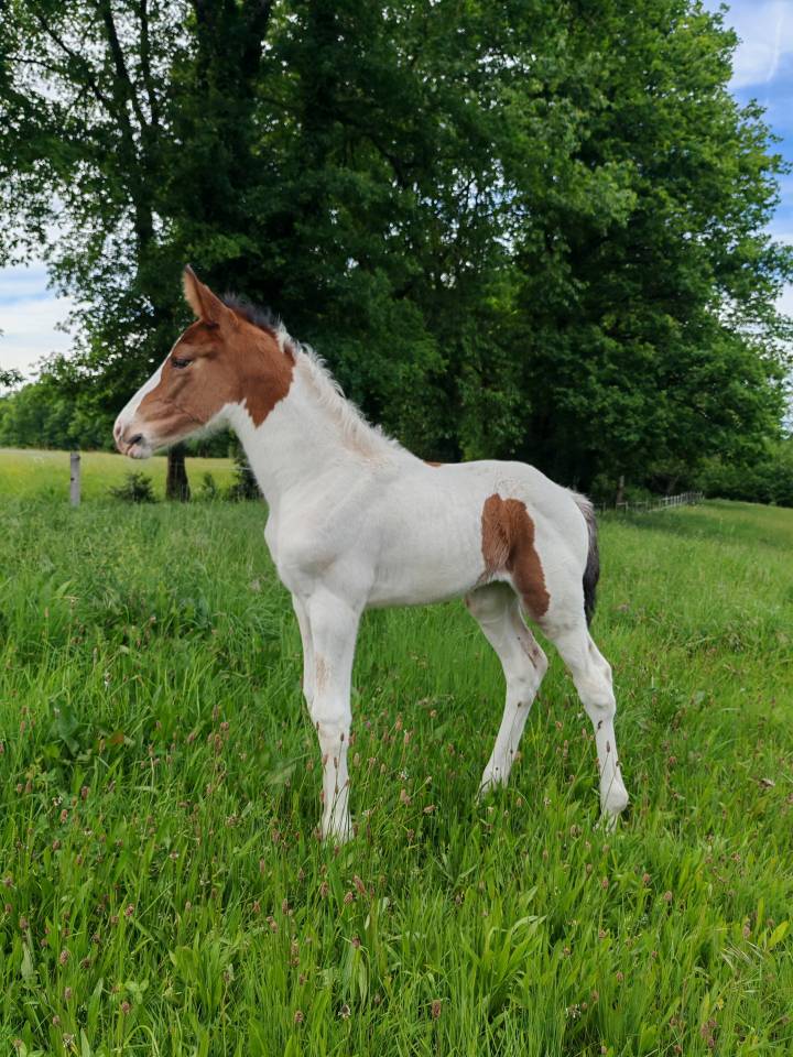 Filly Zangersheide For sale 2026 Coloured