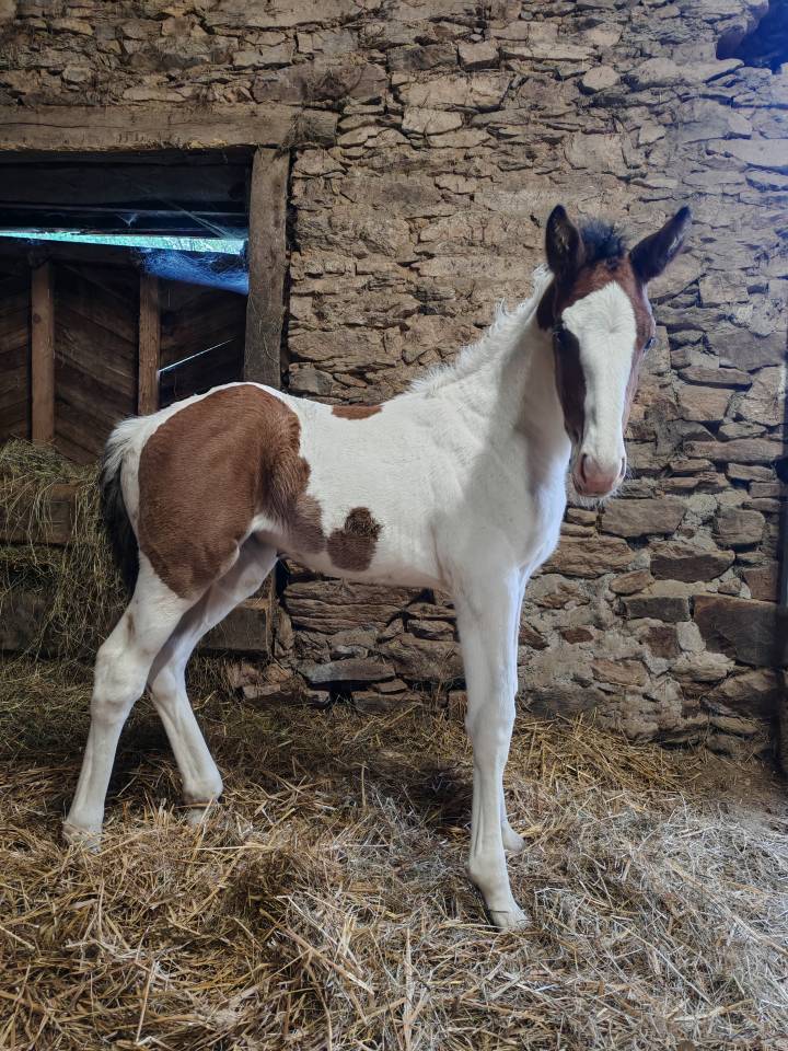 Filly Zangersheide For sale 2026 Coloured