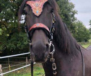 Gelding No Origin Recorded For sale 2016 Black