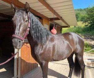 Gelding No Origin Recorded For sale 2016 Black