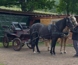 Gelding No Origin Recorded For sale 2016 Black