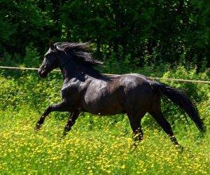 Gelding No Origin Recorded For sale 2016 Black