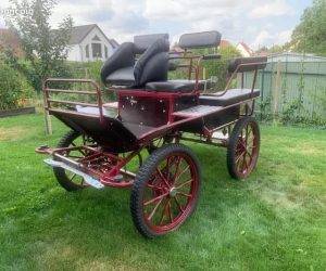 Gelding No Origin Recorded For sale 2016 Black