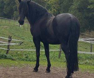 Gelding No Origin Recorded For sale 2016 Black